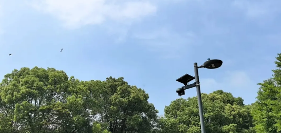 LBird鸣声识别系统 LBird鸣声识别系统
